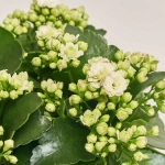 Зображення товару Каланхоє мікс, артикул: 1243