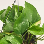 Зображення товару Епіпремнум Хенг, артикул: 56754