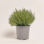 Зображення товару Мікс пряних трав, артикул: 4548