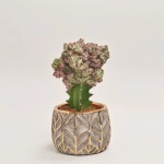 Зображення товару Еуфорбія Лактея Крістата в кер., артикул: 37586