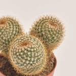 Зображення товару Кактус мікс, артикул: 46255