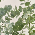 Зображення товару Евкаліпт Цинерея, артикул: 53876