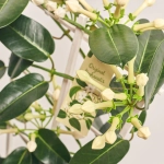 Зображення товару Стефанотіс 7-13, артикул: 36745