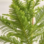 Зображення товару Араукарія Гетерофіла, артикул: 53120