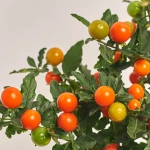 Зображення товару Соланум псевдокапсікум, артикул: 1399