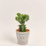 Зображення товару Еуфорбія Крістата мікс в кер., артикул: 35951