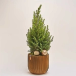 Зображення товару Ялина Магніфік в дерев. кашпо, артикул: 53978