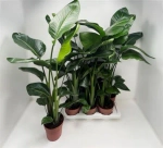 Зображення товару Стреліція Ніколай, артикул: 53123