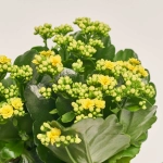 Зображення товару Каланхоє мікс, артикул: 26106