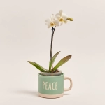 Зображення товару Фаленопсис міні 1ст. в кер., артикул: 50231