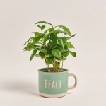 Зображення товару Кава Арабіка в чашці, артикул: 55396