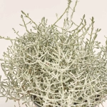 Зображення товару Леукофіта Брауні, артикул: 33152