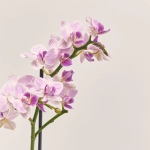 Зображення товару Фаленопсис мультифлора 2ст. мікс, артикул: 18367