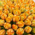 Зображення товару Букет 151 помаранчевий піоновидний Тюльпан F1005, артикул: 54168