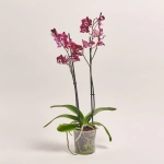 Зображення товару Фаленопсис мультифлора 2ст. мікс, артикул: 18367