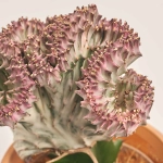 Зображення товару Еуфорбія Крістата мікс в кер., артикул: 35951