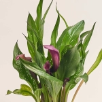 Зображення товару Зантедескія мікс, артикул: 21221