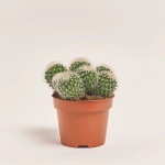 Зображення товару Кактус мікс, артикул: 25671