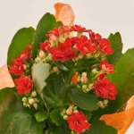 Зображення товару Каланхоє "Хелловін" мікс в кер., артикул: 52613