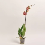 Зображення товару Фаленопсис 1ст. мікс, артикул: 18850