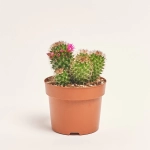 Зображення товару Кактус Бол мікс, артикул: 53324