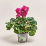 Зображення товару Цикламен XL мікс, артикул: 24014