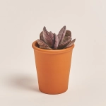 Зображення товару Сукулент мікс у глин. горщ., артикул: 49755