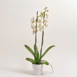 Зображення товару Фаленопсис та Кашпо Сет 225, артикул: 53726