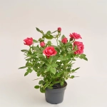 Зображення товару Троянда мікс, артикул: 52804