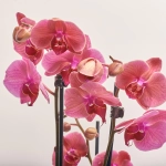 Зображення товару Фаленопсис 3ст. мікс, артикул: 1316