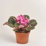 Зображення товару Сенполія мікс, артикул: 18381