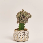 Зображення товару Еуфорбія Лактея Крістата в кер., артикул: 37586