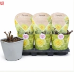 Зображення товару Півонія Бартзелла жовта, артикул: 57028