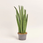 Зображення товару Сансевієрія Циліндріка, артикул: 56048