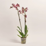 Зображення товару Фаленопсис 2ст. мікс, артикул: 18519