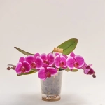 Зображення товару Фаленопсис "Тейбл" 2ст., артикул: 53756