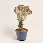 Зображення товару Еуфорбія Лактея Крістата мікс, артикул: 38844