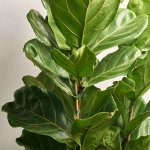 Зображення товару Фікус Лірата 3ст., артикул: 51570