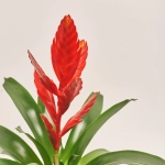 Зображення товару Врієзія Твінкл, артикул: 52399