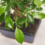 Зображення товару Бонсай в кер., артикул: 25670