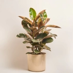 Зображення товару Фікус ел Белізе та Кашпо Сет 507, артикул: 53340