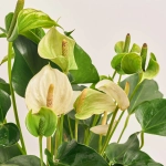 Зображення товару Антуріум Вайт Чемпіон, артикул: 2177