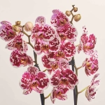 Зображення товару Фаленопсис в Кашпо Сет 427, артикул: 55485