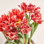 Зображення товару Тюльпан Дабл, артикул: 46658