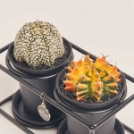 Зображення товару Кактус Дуо "Дизайн Флейм" в метал. рамці, артикул: 54951