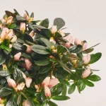 Зображення товару Азалія мікс, артикул: 34295