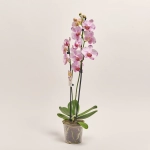 Зображення товару Фаленопсис "Беата" 2ст., артикул: 55522