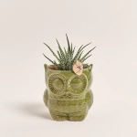 Зображення товару Сукулент мікс "Сова", артикул: 46244