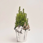 Зображення товару Ялина Перфекта декор, артикул: 53917