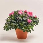 Зображення товару Азалія мікс в кер., артикул: 25146